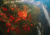 Wildfires burning in South America as seen from space.