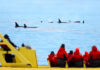 People watching orcas swim from a yellow boat.