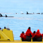 People watching orcas swim from a yellow boat.