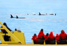 People watching orcas swim from a yellow boat.