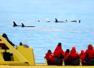 People watching orcas swim from a yellow boat.