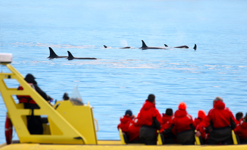 People watching orcas swim from a yellow boat.