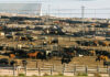 Cattle in a large feedlot with pens and fencing.