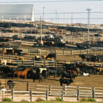 Cattle in a large feedlot with pens and fencing.