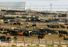 Cattle in a large feedlot with pens and fencing.