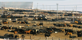 Cattle in a large feedlot with pens and fencing.