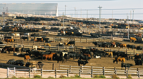 Cattle in a large feedlot with pens and fencing.