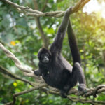 Tourist Monkeys Running HOSTAGE Operation — Genius! Monkey hanging on tree branch in jungle setting