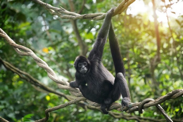 shutterstock_2517911529 Monkey hanging on tree branch in jungle setting