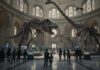 Billionaire Grabs T. Rex – Scientists Very Nervous Visitors observing dinosaur skeletons in a museum hall