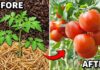 Do This NOW and Your Tomato Plants Will LOVE You!