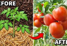 Do This NOW and Your Tomato Plants Will LOVE You!