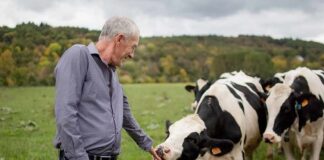 Man petting a black-and-white cow in a grassy field