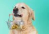 Golden retriever holding a small shopping basket