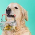 Golden retriever holding a small shopping basket