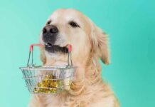 Golden retriever holding a small shopping basket