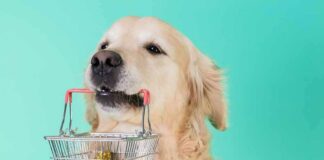 Golden retriever holding a small shopping basket