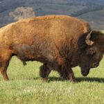 American bison grazing on open grassland