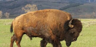 American bison grazing on open grassland