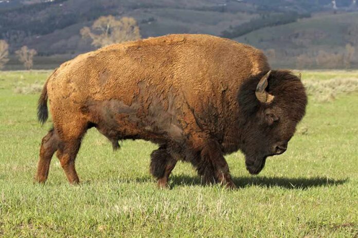 shutterstock_13312471 American bison grazing on open grassland