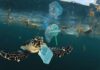 Venomous Intruder Hits SoCal Beach sea turtle swimming amid plastic waste