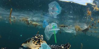 sea turtle swimming amid plastic waste