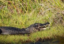 Giant Alligator Attacks Man at Florida Lake Alligator resting on grassy bank with mouth slightly open
