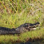 Alligator resting on grassy bank with mouth slightly open