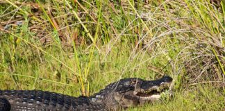 Alligator resting on grassy bank with mouth slightly open