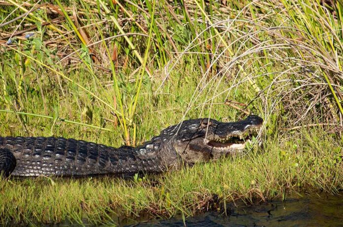 shutterstock_1936121215 Alligator resting on grassy bank with mouth slightly open