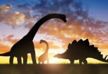 dinosaur silhouettes at sunset